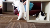 Cutie Cats Cafe yang pertama kali buka di kawasan Kemang ini menjadi kafe kucing pertama di Indonesia. Selain minum kopi dan memesan makanan enak di sini para pelanggan bisa langsung memberi makan kucing-kucing yang lucu. Foto: Instagram