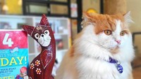 Berada di Bintaro dan Kemang, Kopi Cat by Groovy cocok untuk kamu yang ingin bertemu kucing-kucing gembul. Hiasan pada latte artnya saja juga dipilih berdesain kucing sesuai dengan tema kafenya. Foto: Instagram
