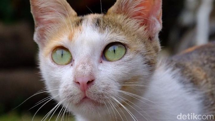 Viral seekor kucing mati dilempar batu. Diketahui, seorang pria tega menghabisi nyawa hewan tersebut dengan melemparinya menggunakan sebuah batu.