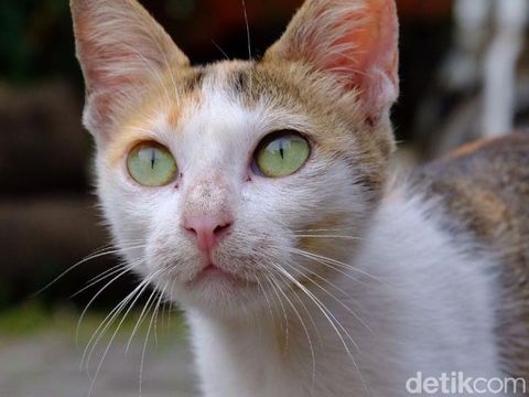 Viral seekor kucing mati dilempar batu. Diketahui, seorang pria tega menghabisi nyawa hewan tersebut dengan melemparinya menggunakan sebuah batu.