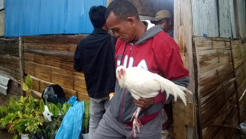 Keluarga membawa seekor ayam putih yang digunakan dalam ritual pencarian Oktavianus Noni di hutan Golo Bongkok, Labuan Bajo.