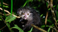 Lemur aye-aye Madagascar