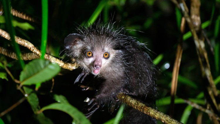 Lemur aye-aye Madagascar