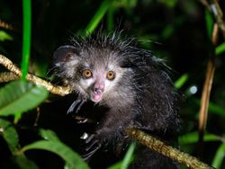 7 Hewan Terjelek di Dunia, Ada dari Indonesia