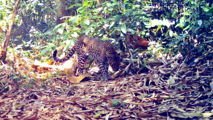 Macan tutul (Panthera pardus melas) di Gunung Sanggabuana, Karawang