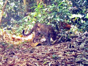 Selain Ular Naga, Makhluk Bermata Tajam Ini Juga Huni Sanggabuana