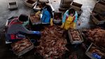 Musim Kepiting Salju Tiba! Pembeli & Penjual Adu Kuat Pasang Harga