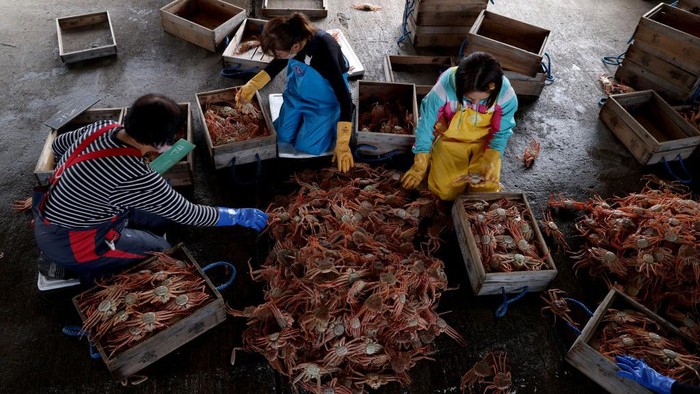 Musim kepiting salju di Jepang dimulai dari November hingga Maret. Warga mendatangi pelabuhan Kasumi untuk membeli kepiting yang dilelang oleh para nelayan.