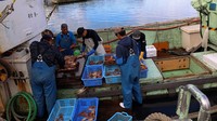 Kepiting salju ini ditangkap di perairan terdalam dan terdingin di Laut Jepang.