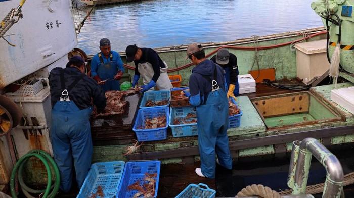 Musim kepiting salju di Jepang dimulai dari November hingga Maret. Warga mendatangi pelabuhan Kasumi untuk membeli kepiting yang dilelang oleh para nelayan.