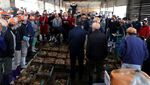 Musim Kepiting Salju Tiba! Pembeli & Penjual Adu Kuat Pasang Harga