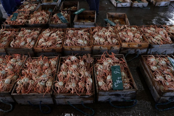 Musim kepiting salju di Jepang dimulai dari November hingga Maret. Warga mendatangi pelabuhan Kasumi untuk membeli kepiting yang dilelang oleh para nelayan.