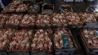 Kepiting salju adalah salah satu masakan musim dingin paling mahal di Jepang.