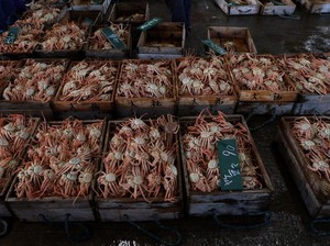 Gelombang Panas di Laut, Miliaran Kepiting Salju di Pantai Alaska Hilang