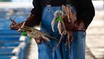 Musim Kepiting Salju Tiba! Pembeli & Penjual Adu Kuat Pasang Harga