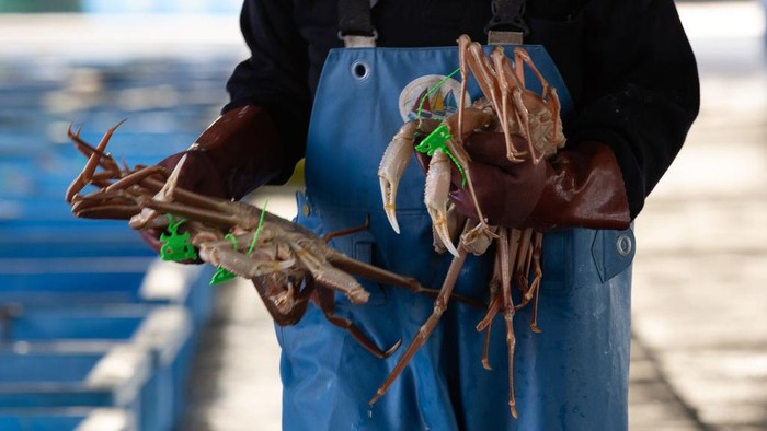 Musim kepiting salju di Jepang dimulai dari November hingga Maret. Warga mendatangi pelabuhan Kasumi untuk membeli kepiting yang dilelang oleh para nelayan.