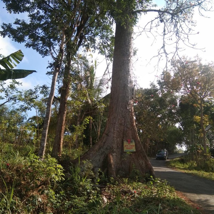 Pohon kepuh.