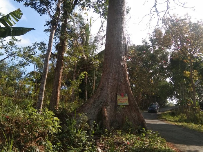 Pohon kepuh.