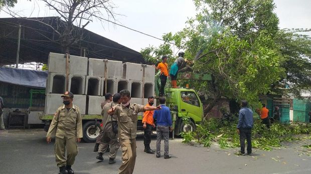 Sebuah pohon mojo tumbang timpa truk muat beton gorong-gorong