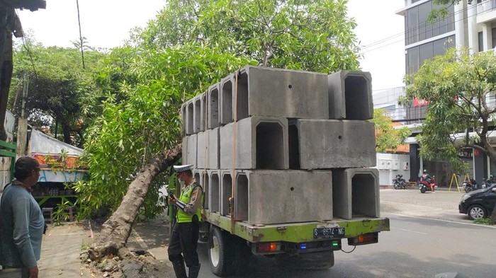 Sebuah pohon mojo tumbang timpa truk muat beton gorong-gorong