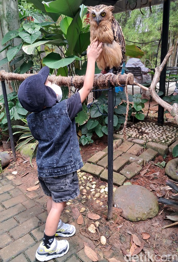 Ada juga beberapa hewan-hewan lucu yang dapat diajak berinteraksi dan berfoto di Teepee Barn, Scientia Square Park, Serpong. Seperti burung hantu (Owl) yang sudah jinak meski terlihat sangar namun sangat ramah diajak berinteraksi dengan manusia. Ada juga beberapa hewan-hewan lucu yang dapat diajak berinteraksi dan berfoto di Teepee Barn, Scientia Square Park, Serpong. Seperti burung hantu (Owl) yang sudah jinak meski terlihat sangar namun sangat ramah diajak berinteraksi dengan manusia.