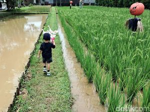 5 Tempat Back to Nature yang Ramah Anak, Murah, Sekitar Jakarta