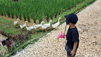 Anak-anak tentunya akan sangat senang sekali bisa menikmati bermain di alam bebas dengan beragam hewan dan suasana khas seperti di pedesaan. Ada sawahnya juga loh. Seperti ini nih.