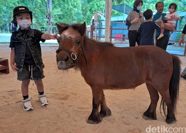 Dengan berbagai macam hewan yang ada di Scientia Square Park ini dapat mengenalkan dan mengedukasi buah hati Anda. Ada juga kuda poni yang sangat cantik dan bersahabat ini. Dengan berbagai macam hewan yang ada di Scientia Square Park ini dapat mengenalkan dan mengedukasi buah hati Anda. Ada juga kuda poni yang sangat cantik dan bersahabat ini.