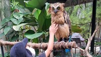 Ada juga beberapa hewan-hewan lucu yang dapat diajak berinteraksi dan berfoto di Teepee Barn, Scientia Square Park, Serpong. Seperti burung hantu (Owl) yang sudah jinak meski terlihat sangar namun sangat ramah diajak berinteraksi dengan manusia.
