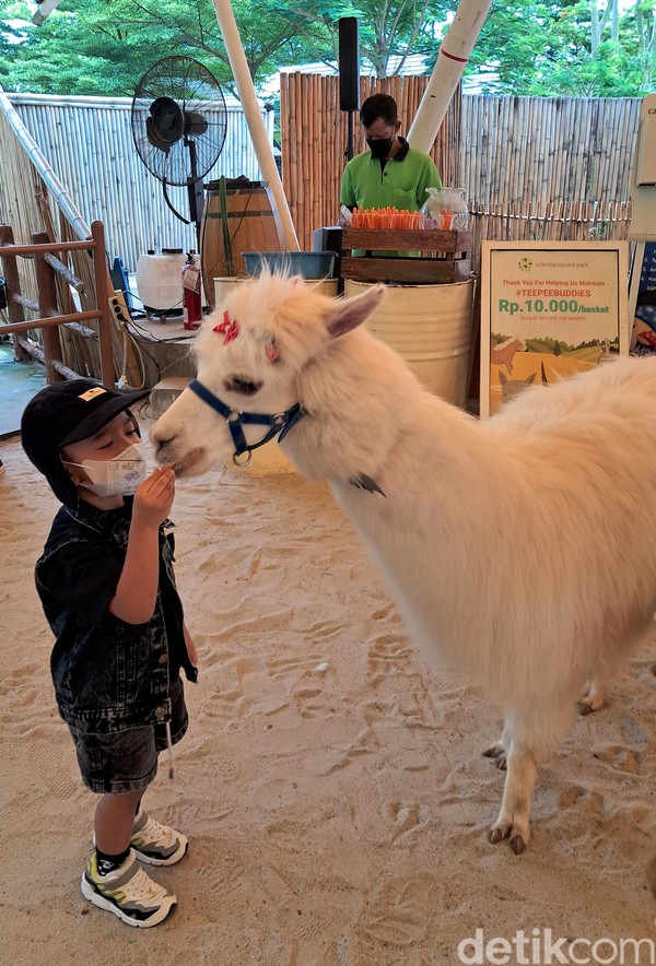 Seorang anak ini bisa berinteraksi langsung dan memberi makan Alpaca yang bernama Siwi. Karakter Alpaca ini memang sangat ramah. Kamu bisa memeluk lehernya dan berfoto dengannya. Siwi sangat photogenic karena wajahnya selalu menunjukkan ekspresi tersenyum dan bersahabat sekali dengan manusia. Seorang anak ini bisa berinteraksi langsung dan memberi makan Alpaca yang bernama Siwi. Karakter Alpaca ini memang sangat ramah. Kamu bisa memeluk lehernya dan berfoto dengannya. Siwi sangat photogenic karena wajahnya selalu menunjukkan ekspresi tersenyum dan bersahabat sekali dengan manusia.
