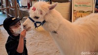 Seorang anak ini bisa berinteraksi langsung dan memberi makan Alpaca yang bernama Siwi. Karakter Alpaca ini memang sangat ramah. Kamu bisa memeluk lehernya dan berfoto dengannya. Siwi sangat photogenic karena wajahnya selalu menunjukkan ekspresi tersenyum dan bersahabat sekali dengan manusia.