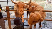 Tentunya ini bisa menjadi alternatif tempat yang sangat menyenangkan bagi anda dan buah hati. Teepee Barn merupakan salah satu feature anyar yang ada di Scientia Square Park (SQP), setelah Rabbit Tales, Serenity Pond, Butterfly Farm dan Petopia. 