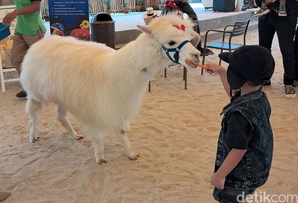 Disini Anda akan mendapatkan kesempatan untuk bermain dengan asik. Tak hanya Alpaca, kamu juga dapat menemui berbagai jenis spesies hewan yang mungkin jarang ditemui di Indonesia. Disini Anda akan mendapatkan kesempatan untuk bermain dengan asik. Tak hanya Alpaca, kamu juga dapat menemui berbagai jenis spesies hewan yang mungkin jarang ditemui di Indonesia.