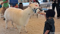 Disini Anda akan mendapatkan kesempatan untuk bermain dengan asik. Tak hanya Alpaca, kamu juga dapat menemui berbagai jenis spesies hewan yang mungkin jarang ditemui di Indonesia.