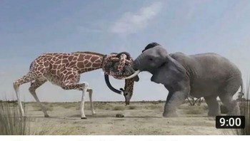 Adu gajah vs jerapah. Foto: Boredpanda