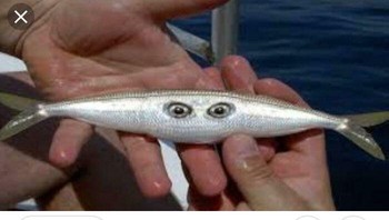 Ikan mutan, Foto: Boredpanda