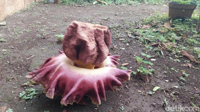 Bunga Bangkai yang Tumbuh di Pekarangan Rumah Warga Cimahi