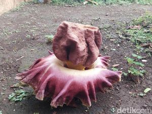 Bunga Berbau Busuk Kagetkan Warga Cimahi, Tiba-tiba Tumbuh di Pekarangan