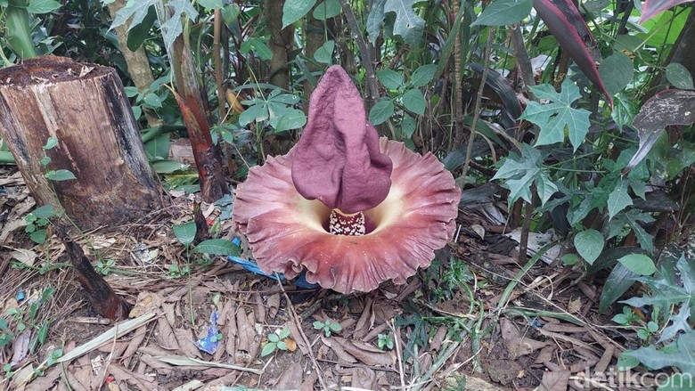 Bunga berbau tak sedap di Sukabumi. Bunga berbau tak sedap di Sukabumi.