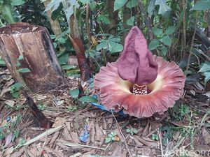 Tanaman Mirip Bunga Bangkai dan Baunya Tak Sedap Bikin Heboh Warga