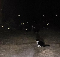 Foto seram bukan penampakan hantu