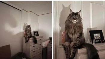 Bayangkan ketika membuka pintu kamar disambut dengan kucing ini? Foto: Reddit