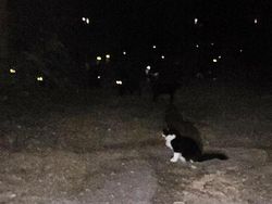 Bukan Foto Penampakan Hantu Tapi Tetap Seram Dilihat