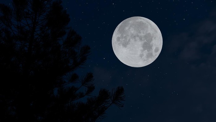 Full moon on the sky with tree branch silhouette.