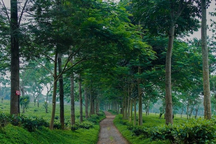 Ilustrasi Perkebunan