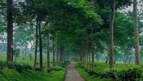 Ilustrasi Perkebunan