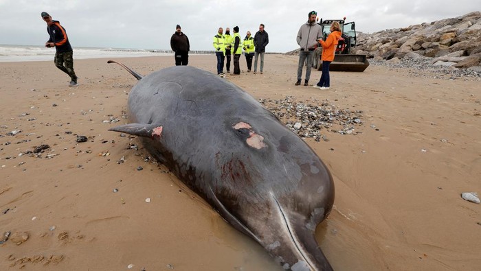 Potret Pilu Paus Berparuh Mati Terdampar di Pantai Prancis People stand near the body of a dead beaked whale liying on a beach in Sangatte, northern France, November 7, 2022. REUTERS/Pascal Rossignol