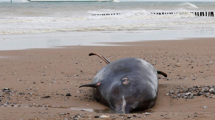 People stand near the body of a dead beaked whale liying on a beach in Sangatte, northern France, November 7, 2022. REUTERS/Pascal Rossignol