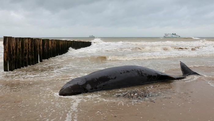 Potret Pilu Paus Berparuh Mati Terdampar di Pantai Prancis People stand near the body of a dead beaked whale liying on a beach in Sangatte, northern France, November 7, 2022. REUTERS/Pascal Rossignol
