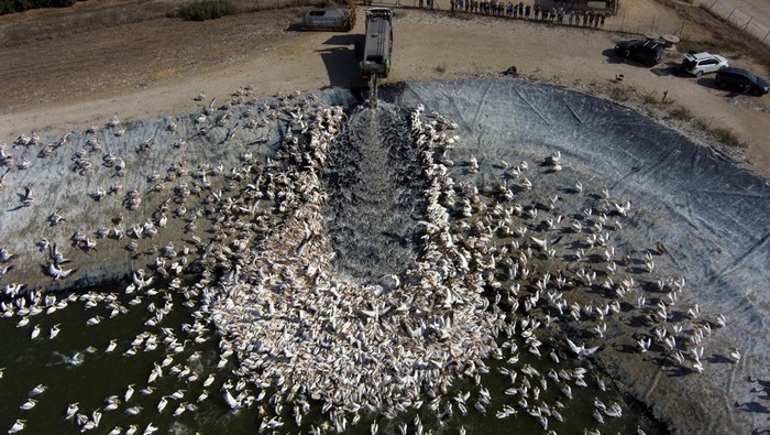 A squadron of migrating Great White Pelicans are fed on their journey south, as part of Israel Nature and Parks Authority funded project aiming to prevent pelicans from feeding from commercial fish breeding pools, at a water reservoir in Mishmar Hasharon, central Israel October 31, 2022. REUTERS/Ronen Zvulun     TPX IMAGES OF THE DAY